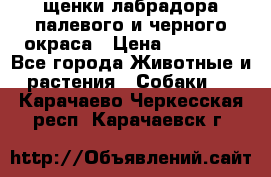 щенки лабрадора палевого и черного окраса › Цена ­ 30 000 - Все города Животные и растения » Собаки   . Карачаево-Черкесская респ.,Карачаевск г.